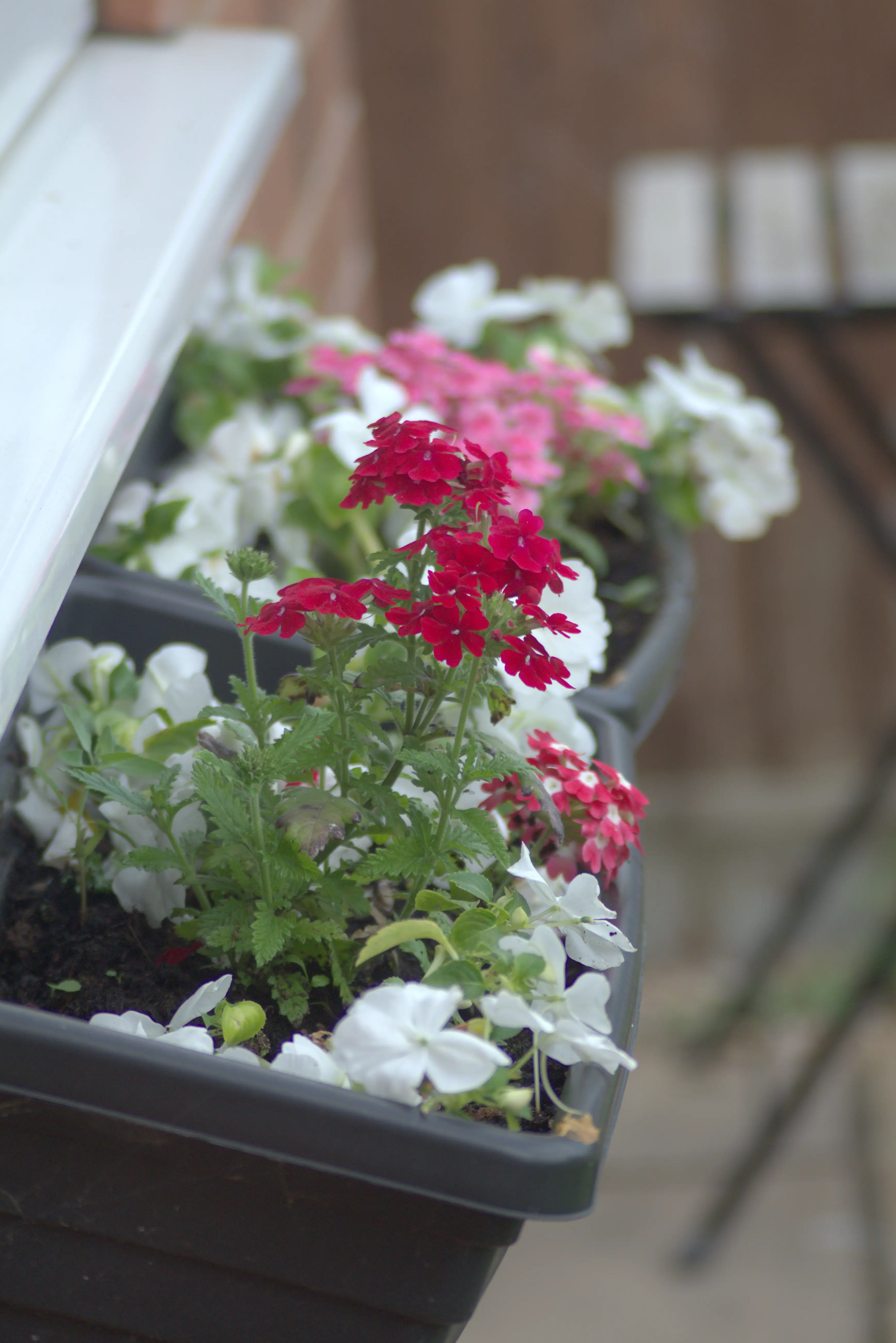 Flowers on a hanging basket